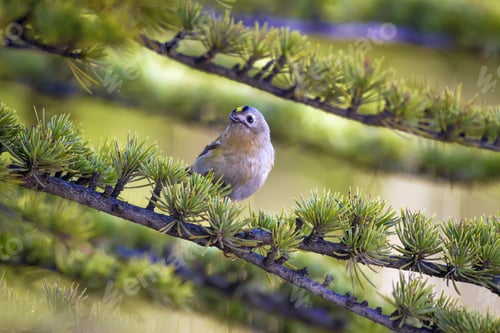 Preview: Forest And Bird. Green Forest Background. Goldcrest / Regulus Regulus