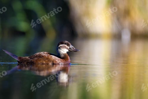 Preview: Swimming Duck. Colorful Lake Habitat Background. Bird: White Headed Duck. Oxyura Leucocephala.