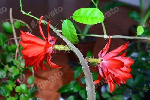 Preview: Red Orchid Cactus (Epiphyllum Ackermannii)