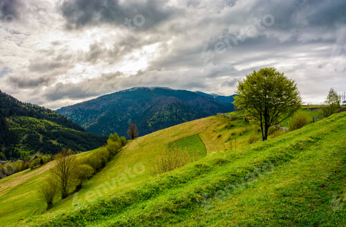 Preview: Countryside Mountain Landscape. Trees On A Meadow In Rural Area On Overcast Springtime Day
