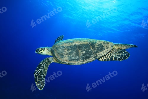 Preview: Hawksbill Turtle (Eretmochelys Imbricata)