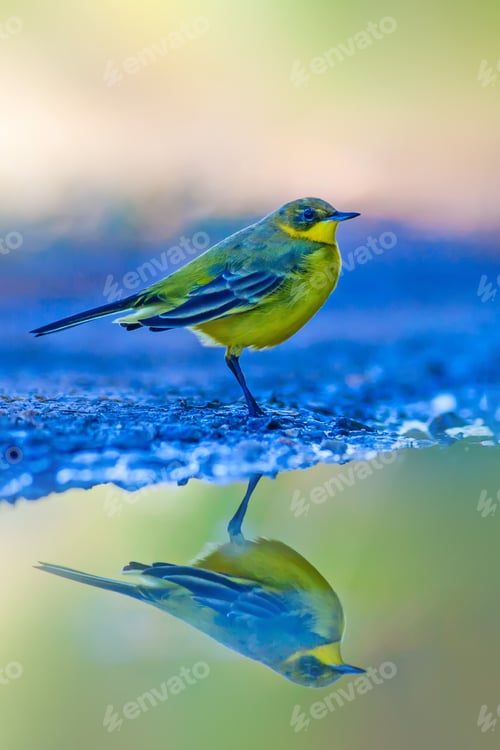 Preview: Cute Colorful Bird. Blue Green Nature Background.
