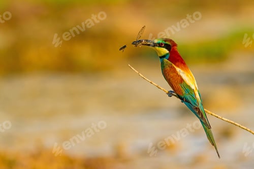 Preview: Colorful Bird. Nature Background. European Bee Eater. Merops Apiaster.