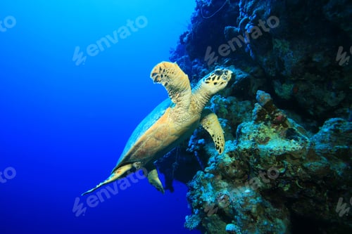 Preview: Hawksbill Turtle (Eretmochelys Imbricata)