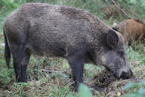 Preview: Wild Boar (Sus Scrofa) Western Pomerania Lagoon Area National Park Germany