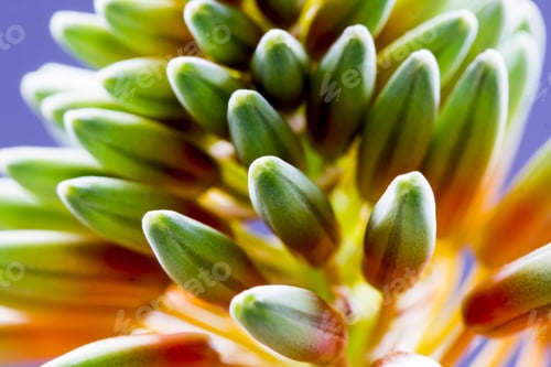 Preview: Aloe Vera Flower With Details And Dark Background