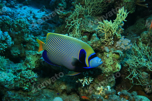 Preview: Emperor Angelfish (Pomacanthus Imperator)