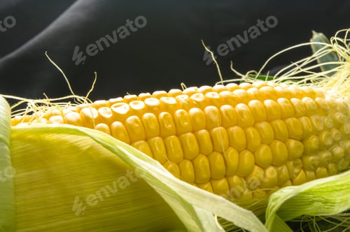 Preview: Fresh Corn On Cobs On Black Background, Closeup