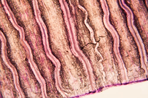 Preview: Tulip Petal At The Microscope