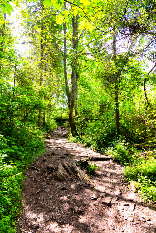 Preview: Roots, Rocks And Muddy Hiking Trail In The Forest. Selective Focus