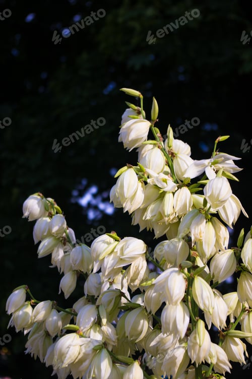 Preview: White Yucca Filamentosa Bush Flowers In Park, Close Up.