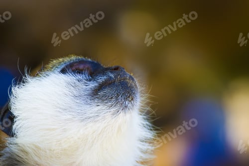 Preview: Cute Vervet Monkey. Blur Background. Monkey Portrait.