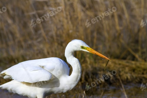 Preview: Big White Heron. Great Egret. Natural Background.