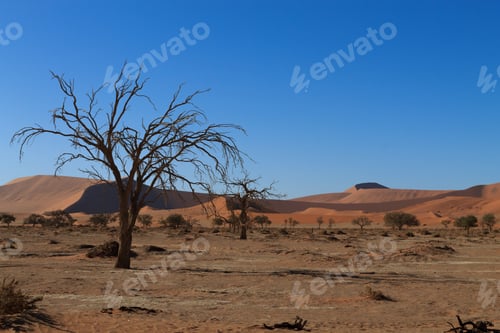 Preview: Death Tree With Red Dunes From Hidden Vlei, Sossusvlei Namibia