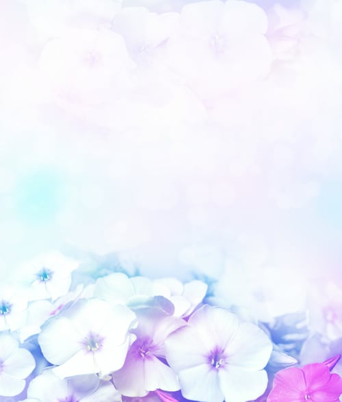 Preview: Phlox Flowers