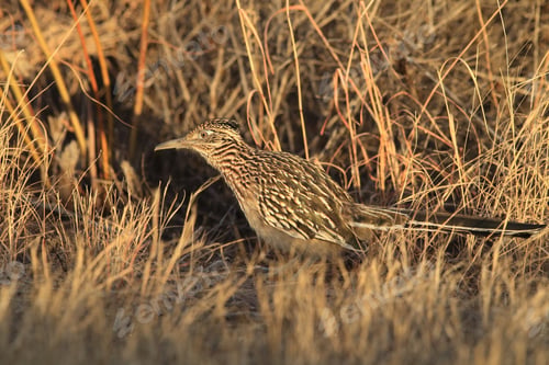 Preview: Roadrunner Bosque Del Apache Wildlife Refuge In New Mexico.