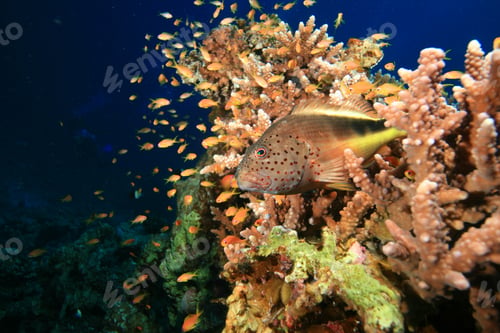 Preview: Freckled Hawkfish (Paracirrhites Forsteri)