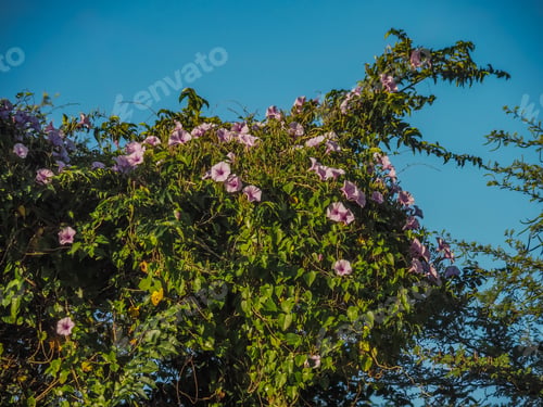 Preview: Nature Views Around The Small Caribbean Island Of Curacao