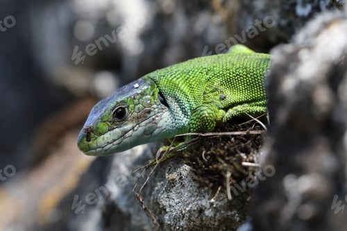 Preview: Western Green Lizard Sits In A Dry Stone Wall Germany