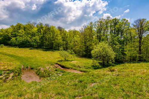 Preview: Trees On A Meadow In Rural Area On Beautiful Summer Day