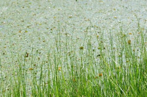 Preview: Lakeside Grass