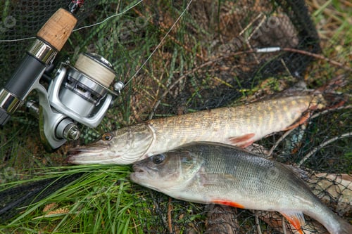 Preview: Freshwater Perch And Northern Pike Fish Know As Esox Lucius On Landing Net And Fishing Equipment