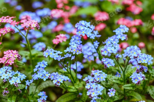 Preview: Blue And Pink Forget-Me-Not Flowers In Spring Garden