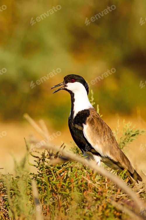 Preview: Spur Winged Lapwing. Vanellus Spinosus