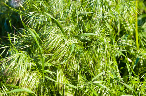 Preview: Spring Or Summer Natural Abstract Background With Grass In The Garden