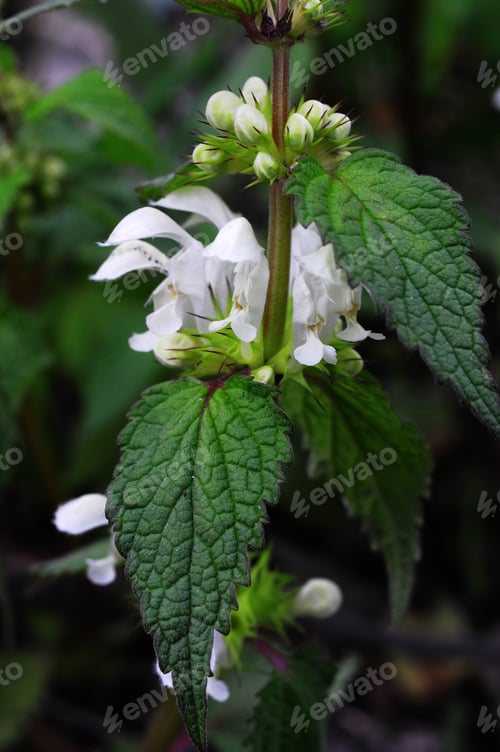 Preview: Lamium Album (White Deadnettle) In Natural Habitat