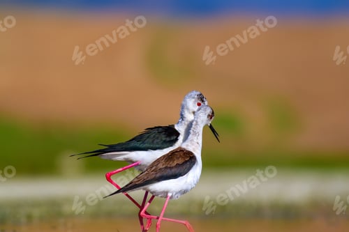 Preview: Cute Bird'S Mating. Common Water Birds. Bird; Black Winged Stilt. Himantopus Himantopus. Colorful
