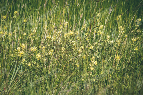 Preview: Green Leaves On A Bed Of Green Bush With Flowers And Tree Branches - Vintage Film Effect