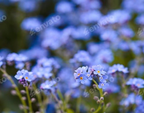 Preview: Closeup Of Blue Forget-Me-Not Flowers In A Garden