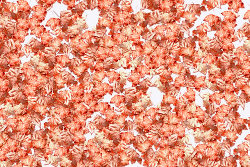 Preview: Abstract Background Of Autumn Leaves. Autumn Leaves Isolated On White Background