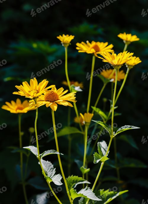 Preview: Yellow Daisies On The Flower Bed. Genus Of Herbaceous Annuals And Perennials Heliopsis (Heliopsis).