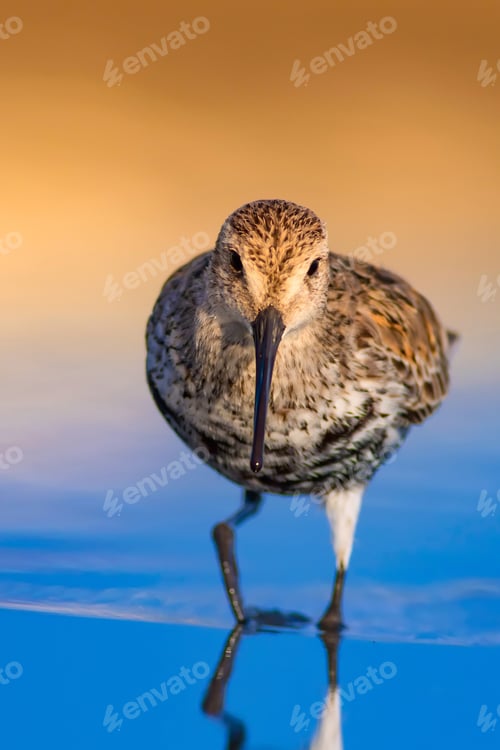 Preview: Cute Water Bird. Yellow Blue Water Background. Bird: Curlew Sandpiper. Calidris Ferruginea.