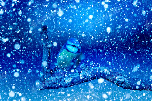 Preview: Winter Season And Birds. Falling Snow. Blue Nature Background. Eurasian Blue Tit.