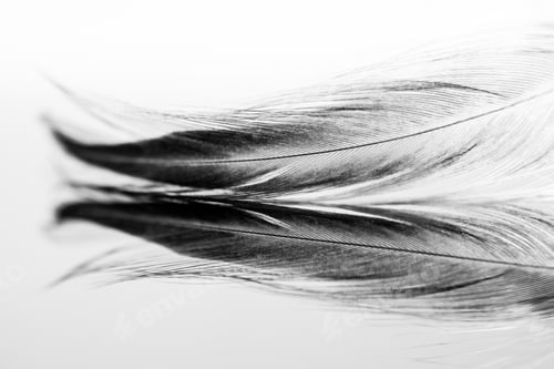 Preview: Abstract Composition With Rooster Feather
