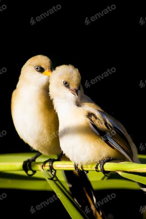 Preview: Cute Birds. Green And Black Background. Bearded Reedling / Panurus Biarmicus