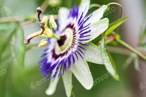 Preview: Passion Flower (Passiflora Incarnata) With Details