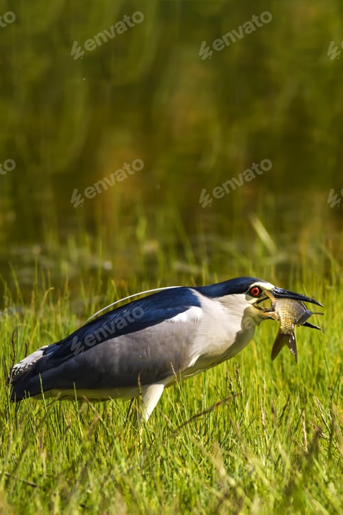Preview: Heron. Black Crowned Night Heron. Nycticorax Nycticorax