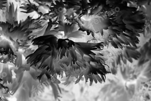 Preview: Black And White Photo Of Details From Beautiful Wild Carnations - Natural Texture