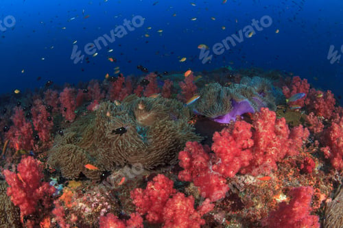 Preview: Coral Reef And Tropical Fish In Ocean