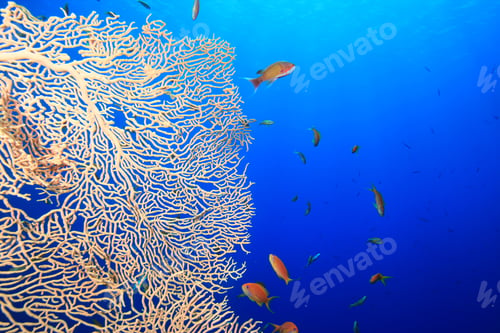 Preview: Gorgonian Fan Coral And Anthias
