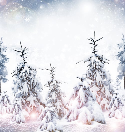 Preview: Winter Forest. Winter Landscape.