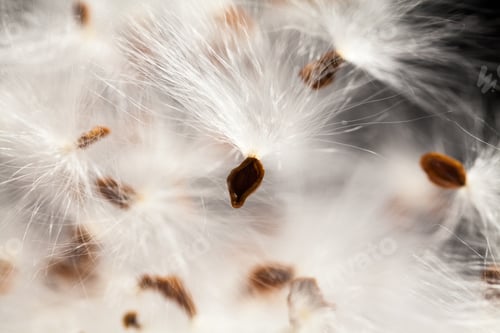 Preview: Abstract Composition With Dried Plants Seeds. Looks Like Dandelion Seeds