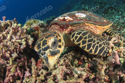 Preview: Hawksbill Sea Turtle