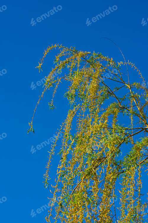 Preview: Flowering Branches Of A Weeping Willow With Young Leaves, Salix Babylonica, In Early Spring, On A