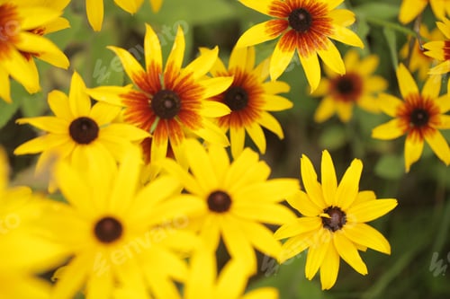 Preview: Beautiful Garden - Decorative Sunflowers Yellow Orange Green And Black Outside
