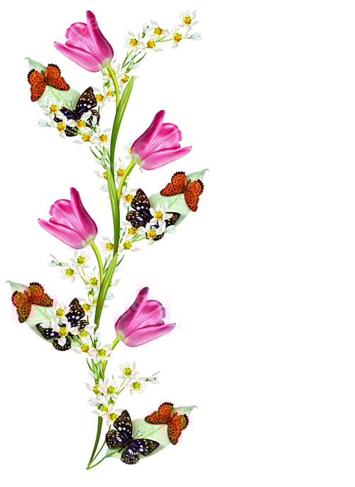 Preview: Spring Flowers Tulips Isolated On White Background.Snowdrops Flowers And Butterflies